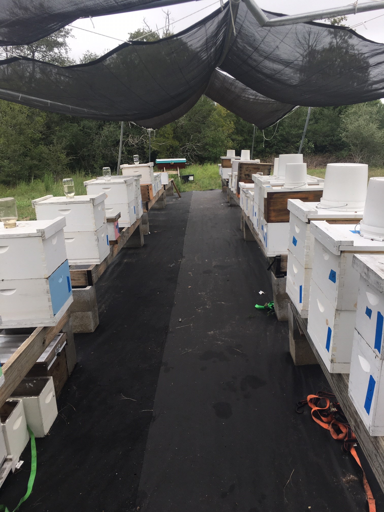 Ross Creek Organic Farm Beekeeping Nucs Ellinger Texas