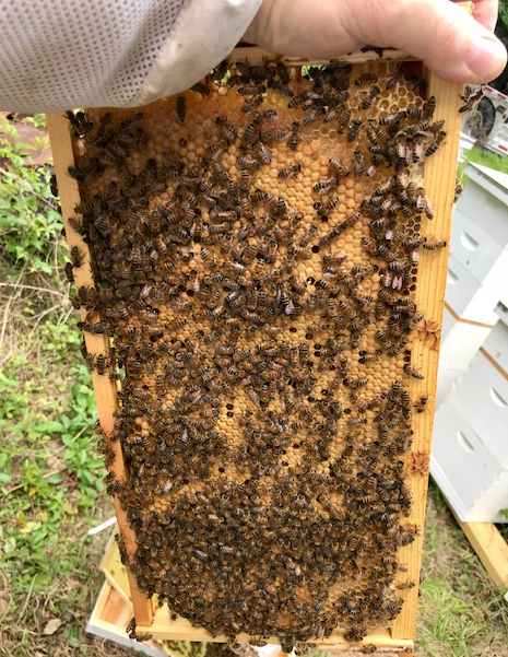 Frame Bees - Ross Creek Organic Farm