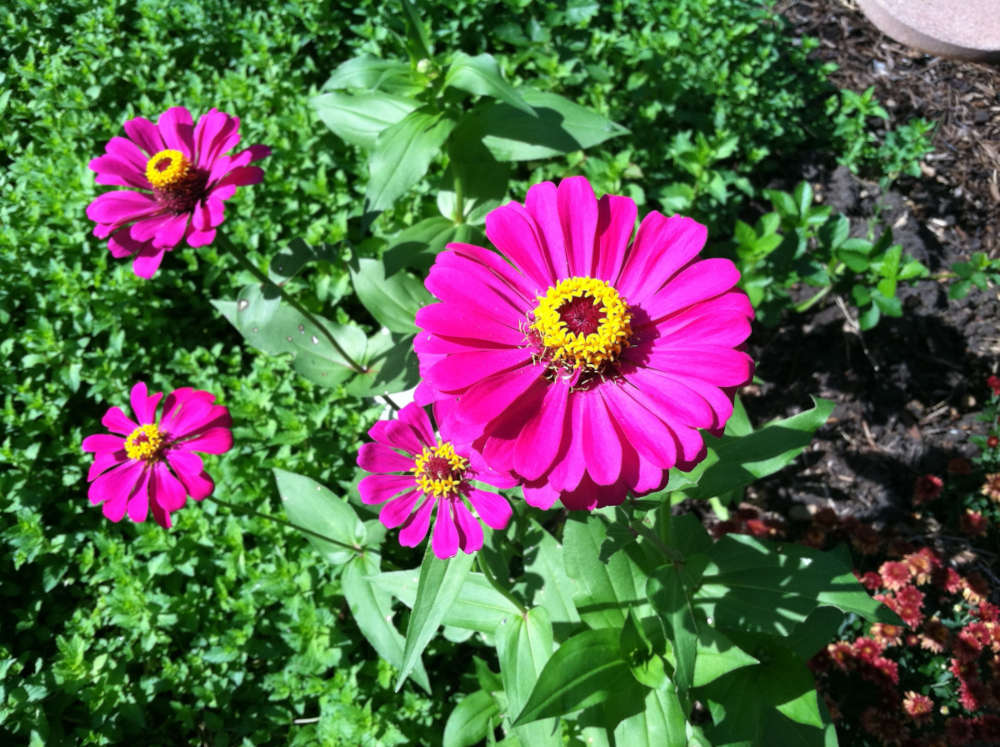 Pink Flower