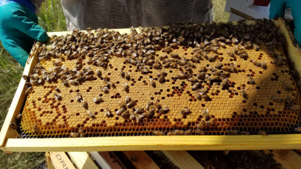 5 frame nuc filled with Honey Bees