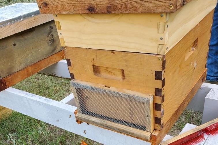Andi's Beehive