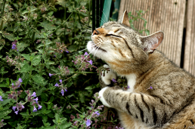 Lovely Catnip